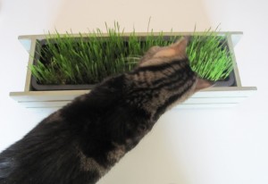 DIY Cat Grass