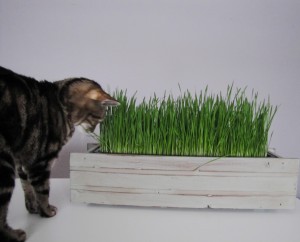 DIY Cat Grass 
